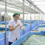  Mạo hiểm với con đường ít người dám đi, một HTX ở Ninh Bình thành công với giống tảo xoắn Spirulina