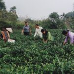 Trồng chè Bát Tiên, nông dân Bảo Hưng đổi đời