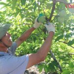  Mạnh dạn trồng na trái vụ trên đất cằn, một HTX giúp bà con nông dân thu lãi khủng