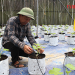  Mạnh dạn chuyển đổi để tạo đột phá từ nông nghiệp công nghệ cao