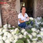 ‘Nữ thuyền trưởng’ giúp thành viên HTX giàu lên từ rau củ quả sạch