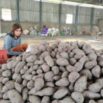 Nông thôn mới nhìn từ câu chuyện liên kết giữa HTX và doanh nghiệp