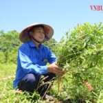  HTX ‘hái’ ra tiền nhờ hồi sinh giống sâm đã thất truyền