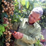 Nhãn lồng Hưng Yên trước áp lực thị trường: các HTX tìm lối đi riêng