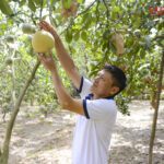  HTX Bưởi đỏ giữ gìn ‘báu vật’ làng Đông Cao