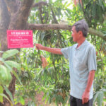 HTX và bài học từ mô hình ‘cây xoài nhà tôi’