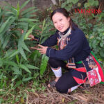 HTX giúp bà con dân tộc thiểu số thoát đói nghèo từ bài thuốc của người Dao