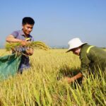 HTX và cơ hội từ thị trường tín chỉ carbon