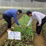 Trồng cây dược liệu mở ra cơ hội thoát nghèo cho đồng bào miền núi Bình Định