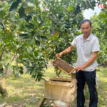 HTX Đại Lợi: Nuôi ong lấy ‘mật thật’ sẽ có lợi nhuận cao