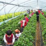 HTX tiên phong làm nông nghiệp công nghệ cao