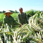 Hợp tác xã Tùng Dương giải quyết việc làm, tăng thu nhập cho lao động nông thôn