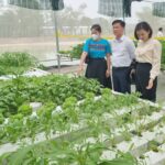 Hợp tác xã non trẻ khẳng định tên tuổi nhờ kiên định với rau hữu cơ