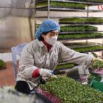  Ước mơ lớn từ những hạt mầm nhỏ