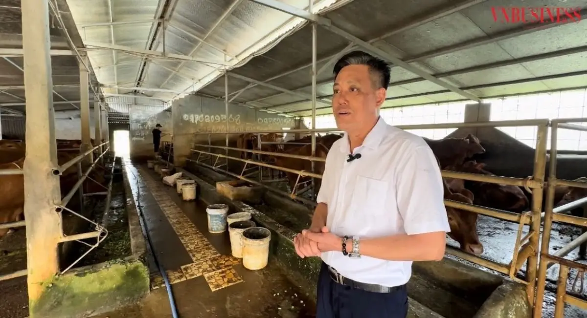  Vững bước đi lên từ nuôi bò hữu cơ ở HTX Đạt Thắng