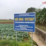  Bí quyết làm giàu từ nông nghiệp sạch của HTX Văn Đức