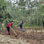 Trồng tre lục trúc lấy măng, HTX thu ‘vàng’ trên đất núi